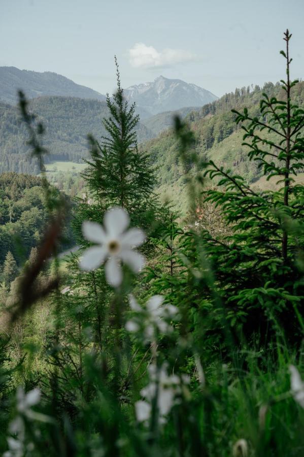 Ferienwohnungen Baumann-Breitenberg Sankt Georgen am Reith Exterior foto